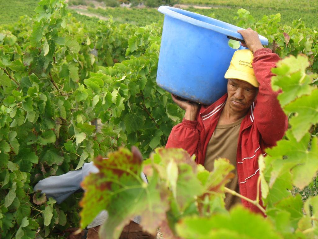Skilpadvlei Wine Farm 스텔렌보스 외부 사진